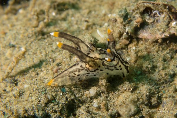 Thecacera picta