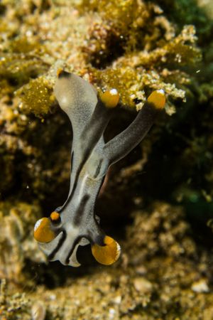 Thecacera picta