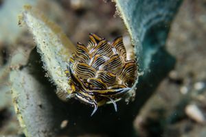 Cyerce representative species