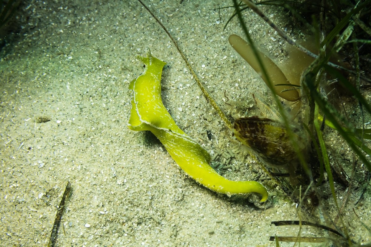 Black-margined sea slug hero image