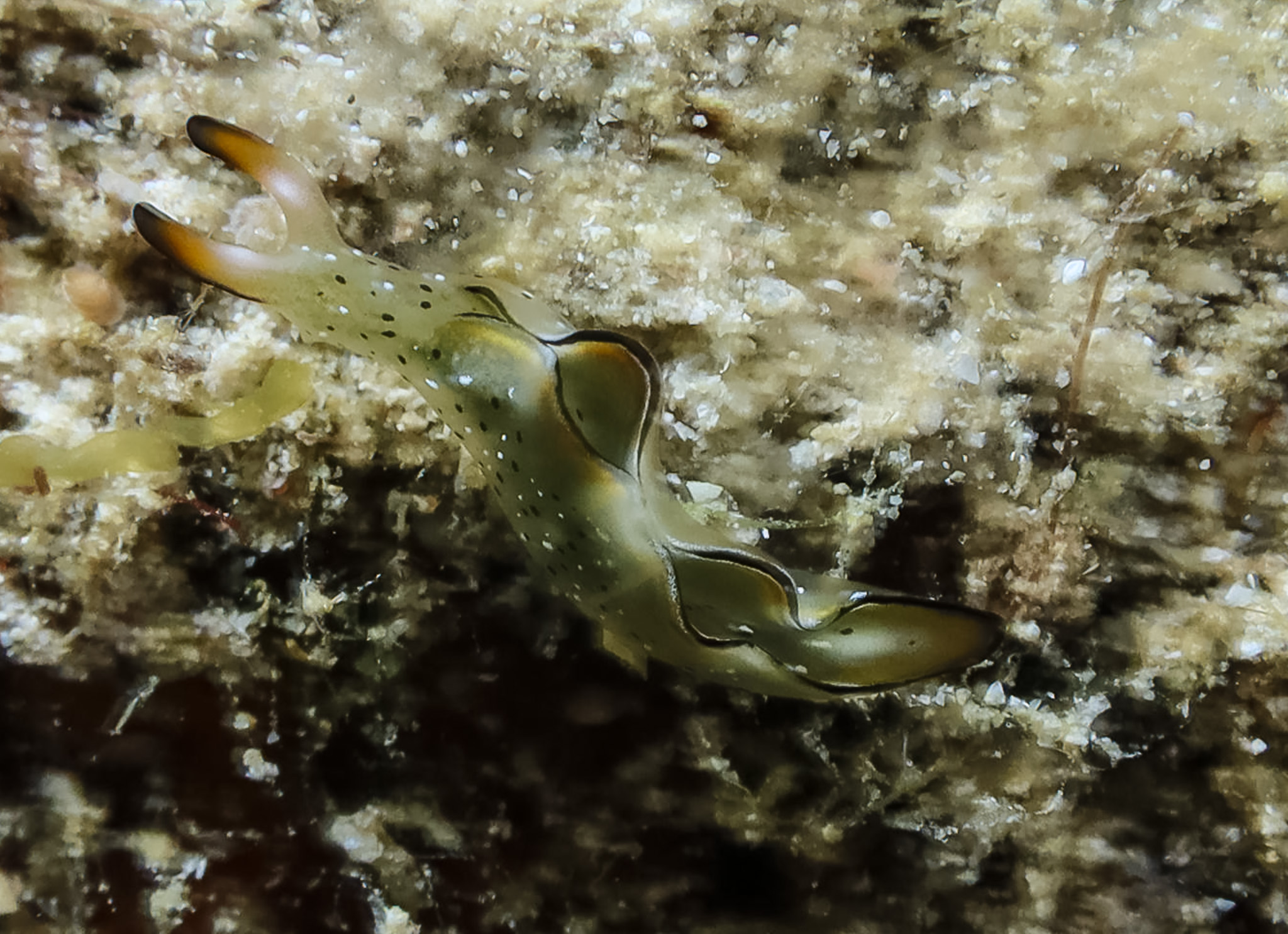 Elysia marginata