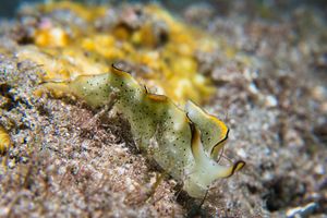 Elysia marginata