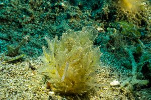 Polybranchia representative species