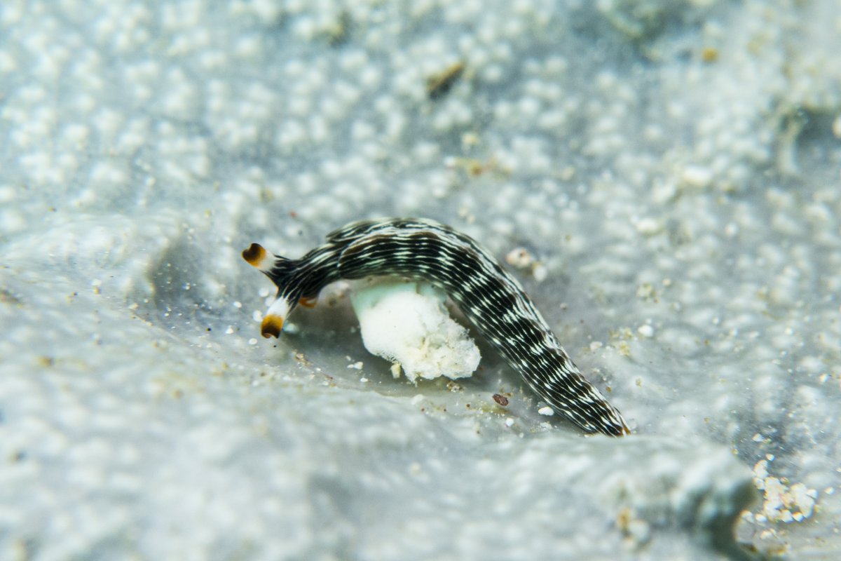 Thuridilla sp. hero image
