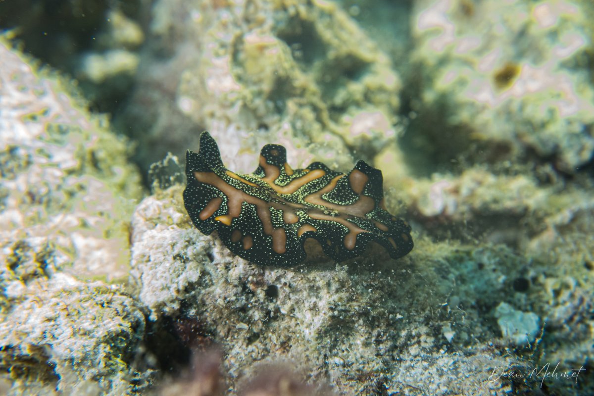Persian Carpet Flatworm hero image