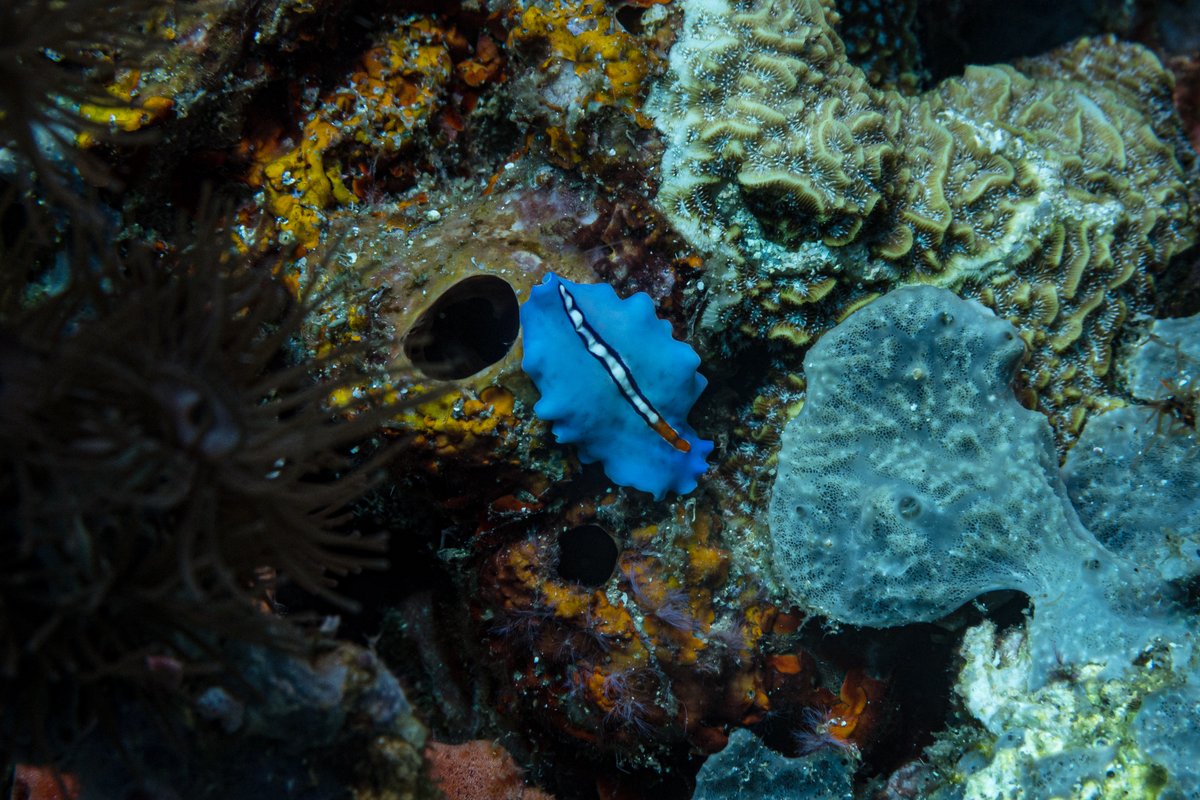 Racing Stripe Flatworm hero image