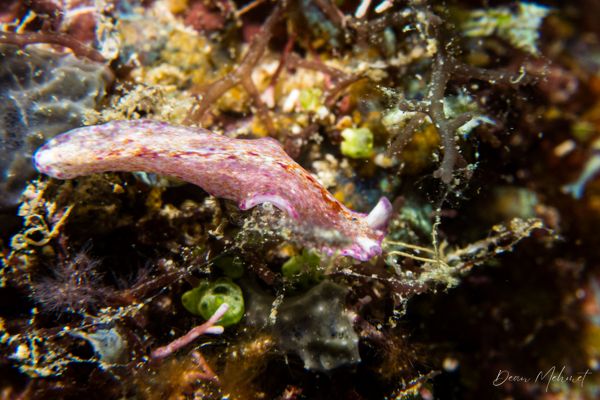 Pseudoceros goslineri