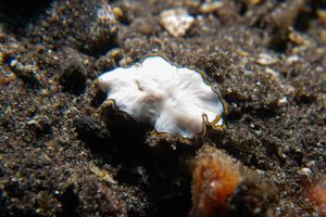 Pseudoceros meenae