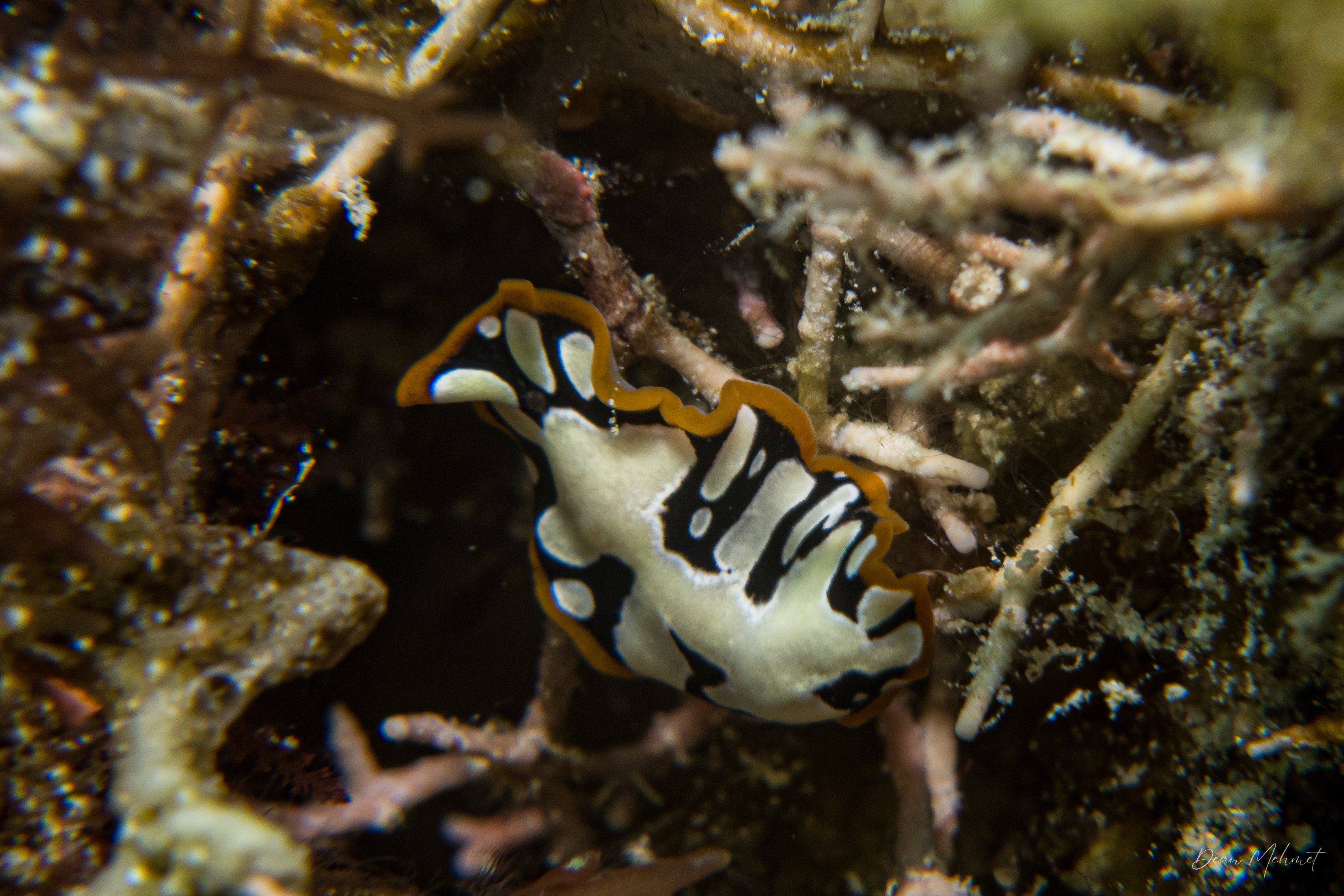 Brilliant Flatworm
