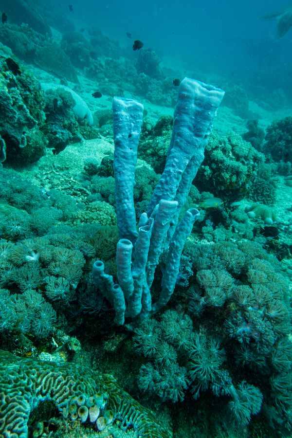 Large Tube Sponge - Photo 1