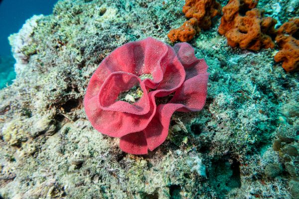 Spanish Dancer - Pemuteran - 4 October 2026 - Dive 2 - Bio-Wreck