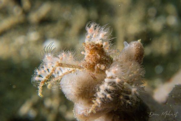 Soft Coral Spider Crab - Ambon - 15 September 2026 - Dive 1 - Air Manis