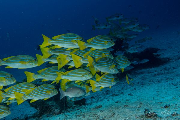 Ribbon Sweetlips