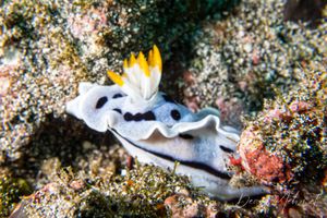 Alcala's Chromodoris from Nusa Lembongan
