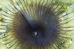 Sand Fan Worm