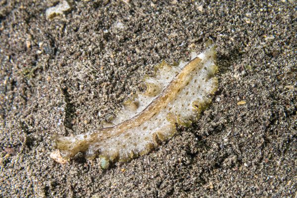 Macro Jetty encounter 16