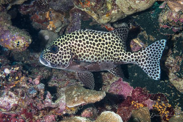 Harlequin Sweetlips