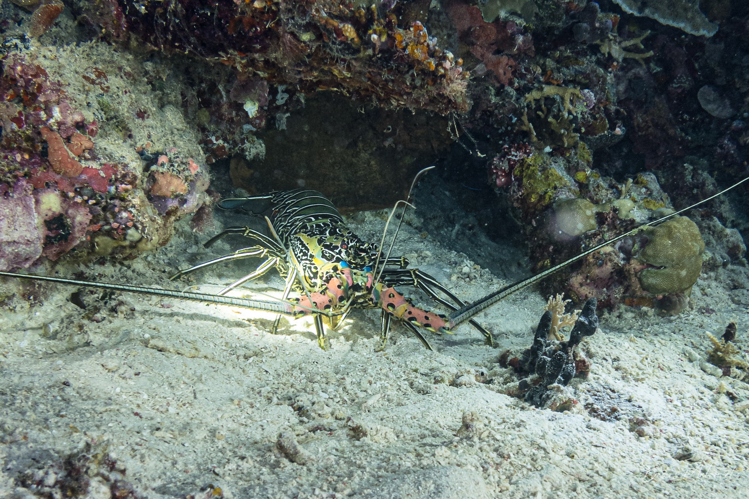 Painted Spiny Lobster
