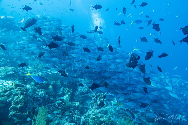 Redtooth Triggerfish