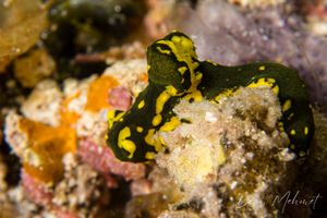 Gardiner's Banana Nudibranch