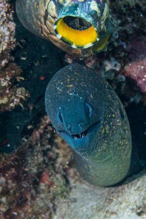 Yellowmargin Moray