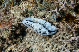 Shireen's Phyllidiopsis from Pemuteran