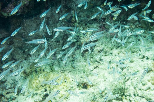Archive frame - Pemuteran - 4 October 2026 - Dive 1 - Napoleon Reef