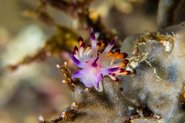 Purple Flabellina