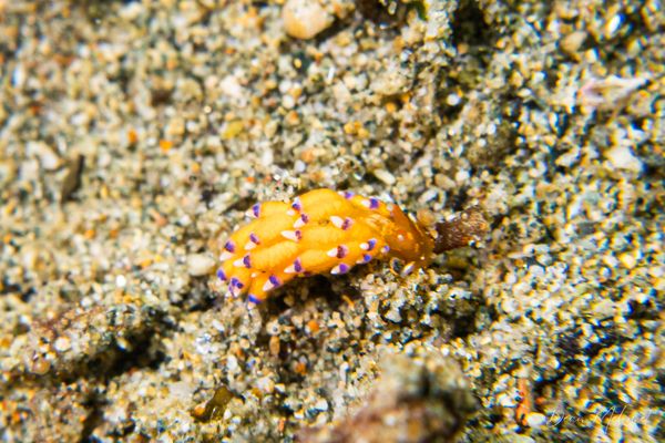 Janolus savinkini - Ambon - 15 September 2026 - Dive 1 - Air Manis