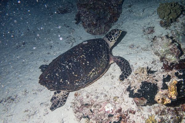 Hawksbill Sea Turtle