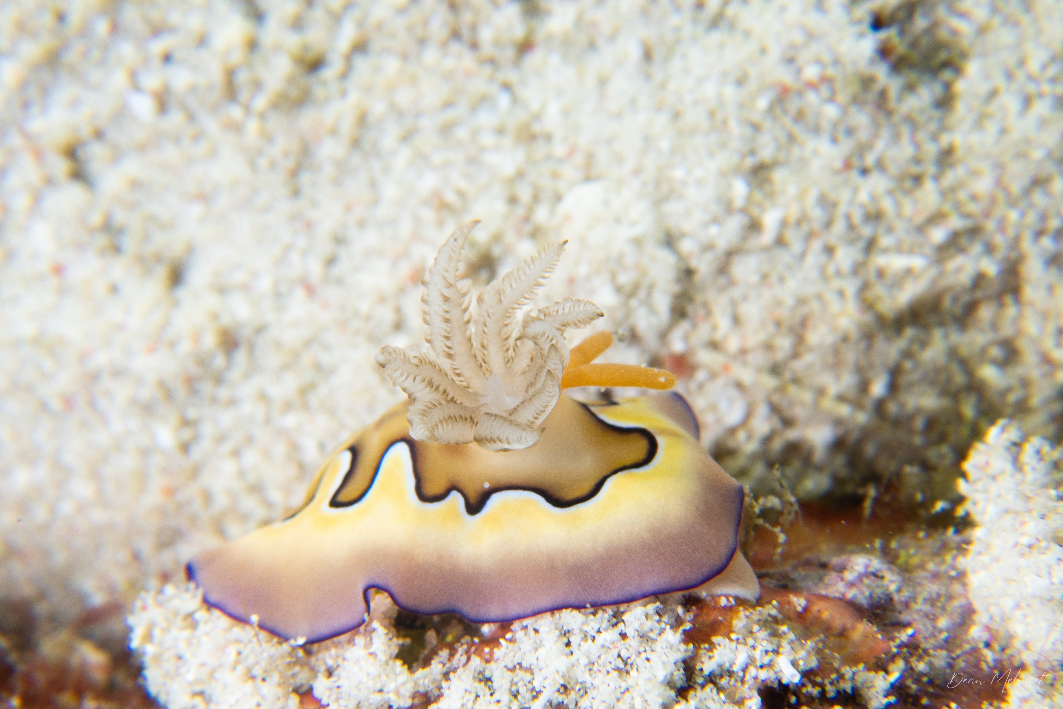 Coi's Goniobranchus