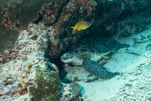Green Sea Turtle