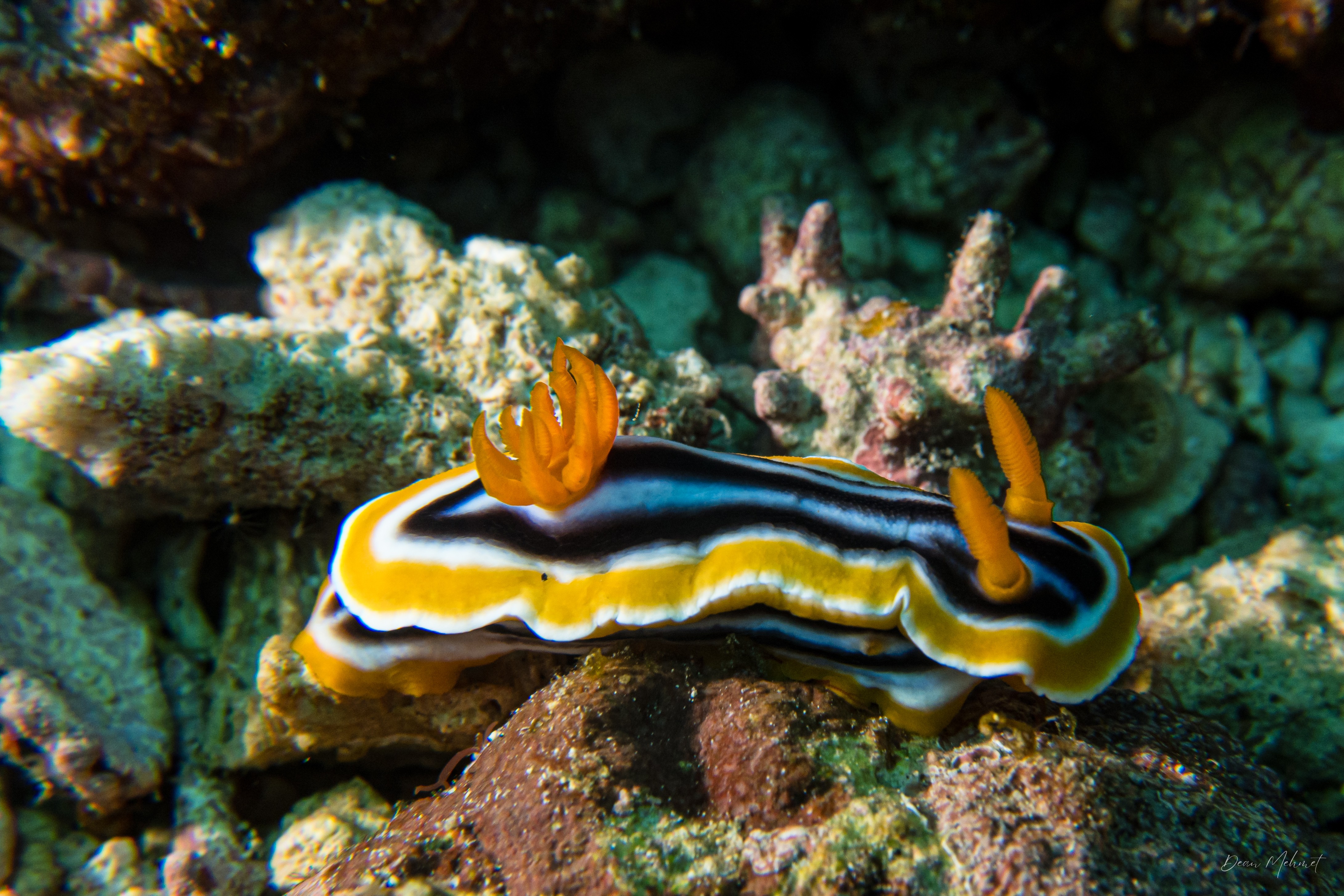 Magnificent Chromodoris