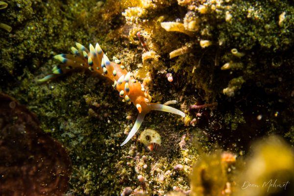 Indian Caloria - Ambon - 15 September 2026 - Dive 1 - Air Manis