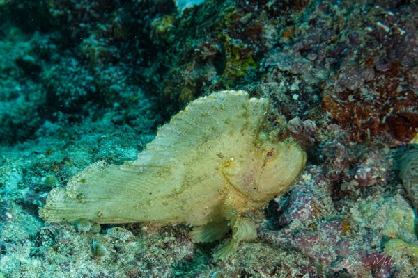 Leaf Scorpionfish - Pemuteran - 4 October 2026 - Dive 2 - Bio-Wreck