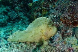 Leaf Scorpionfish