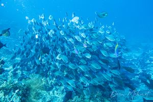 Pale Surgeonfish