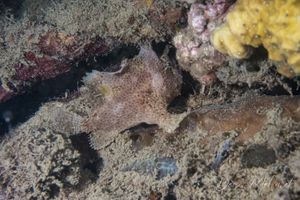 Abantennarius sp.