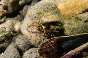 Dardanus sanguinolentus