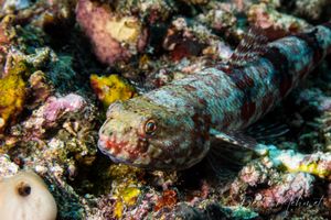 Variegated Lizardfish