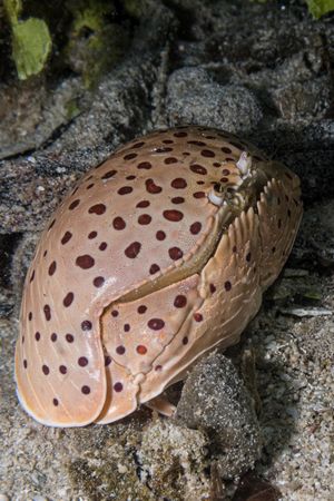 Typical Box Crabs representative species