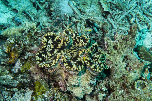 Fluted Giant Clam