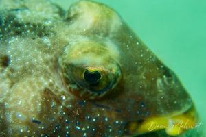 Southern Puffer