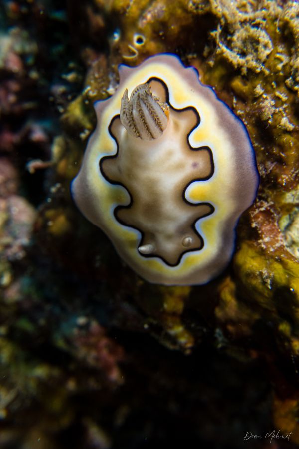 Coi's Goniobranchus - Pemuteran - 4 October 2026 - Dive 1 - Napoleon Reef