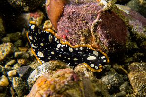 Brilliant Flatworm