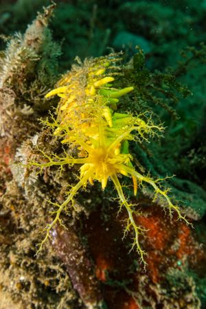 Sea Cucumbers representative species