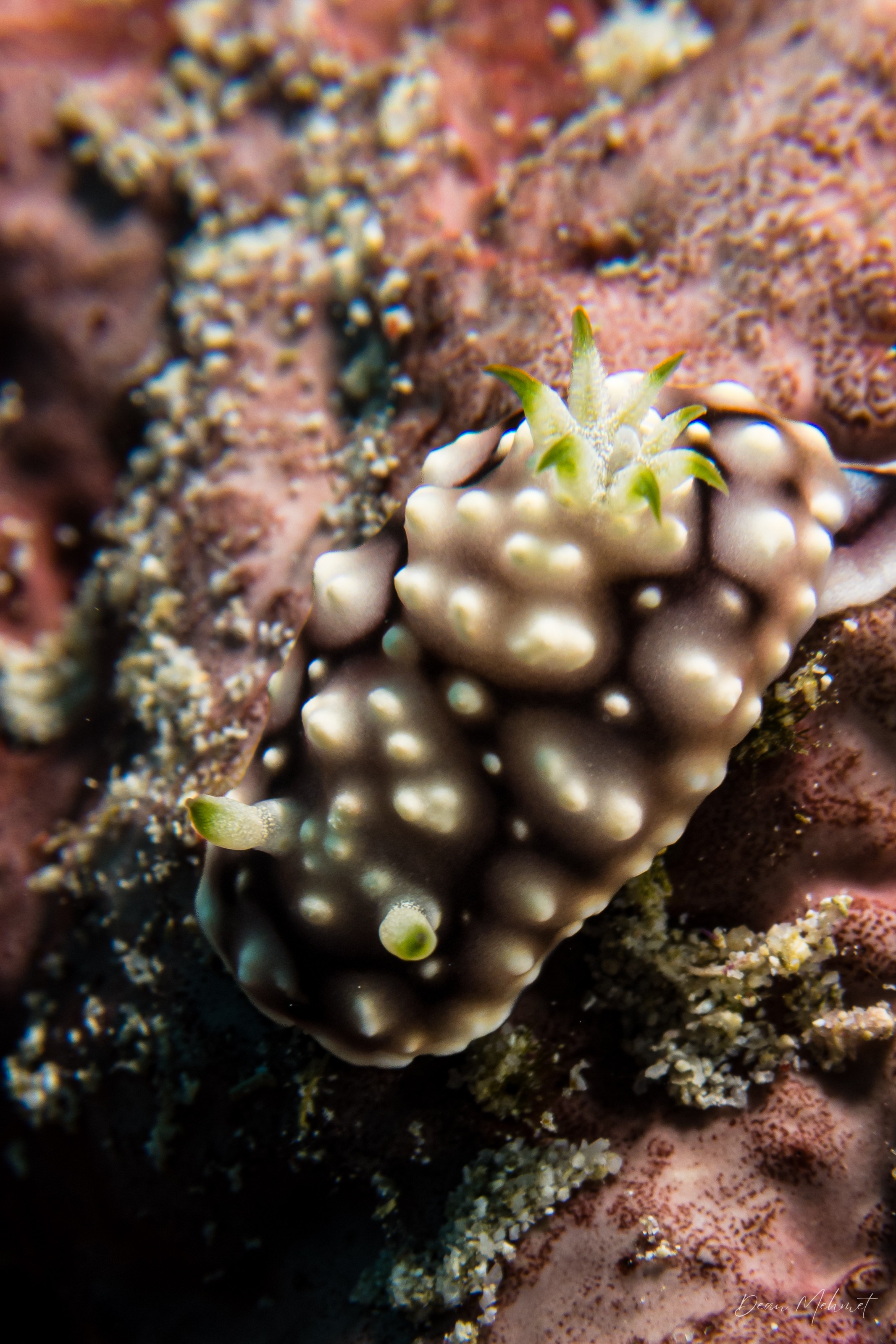 Geometric Goniobranchus
