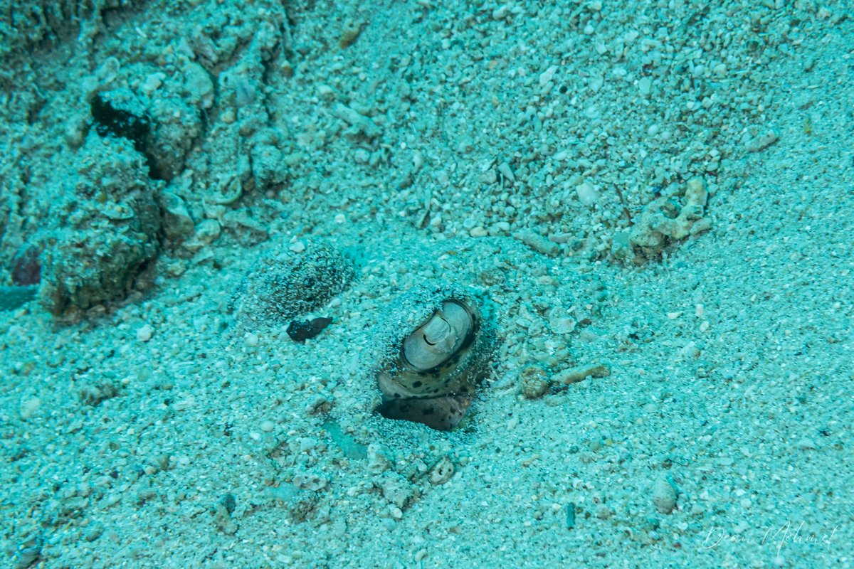 Bluespotted Maskray