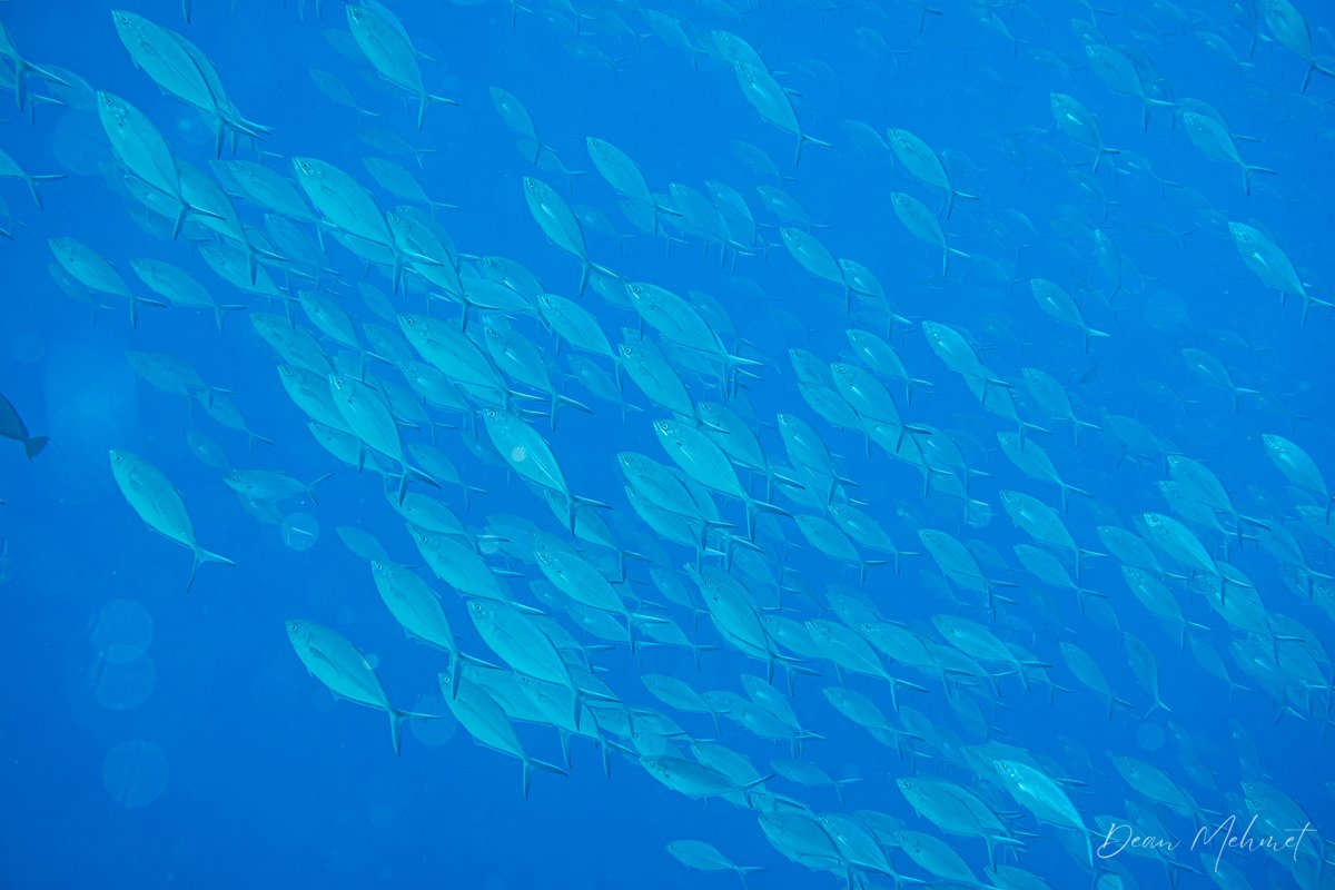 Herring Scad hero image