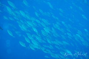 Herring Scad